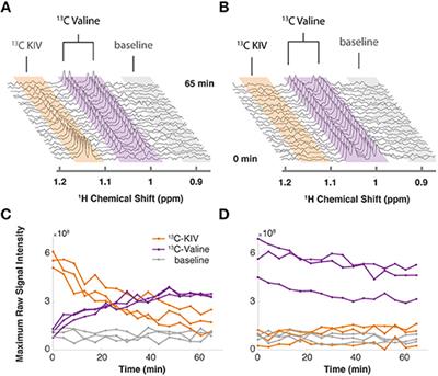 Continuous in vivo Metabolism by NMR